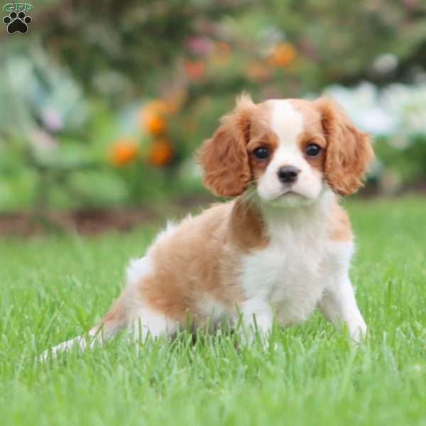 Flash, Cavalier King Charles Spaniel Puppy