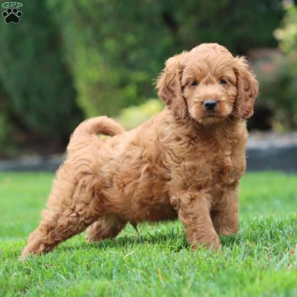 Flash, Mini Goldendoodle Puppy