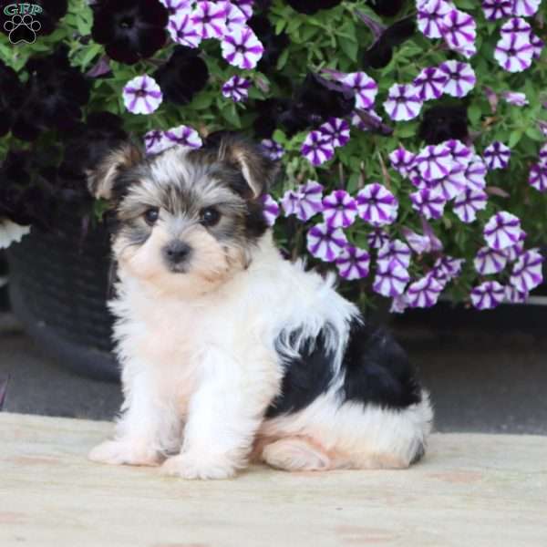 Flash, Yorkie Puppy