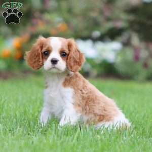 Flash, Cavalier King Charles Spaniel Puppy