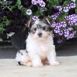 Flash, Yorkie Puppy