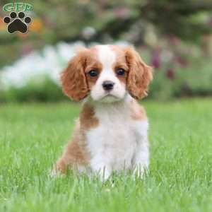 Flash, Cavalier King Charles Spaniel Puppy
