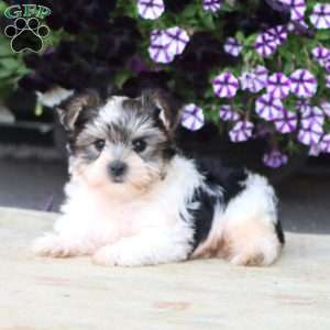 Flash, Yorkie Puppy