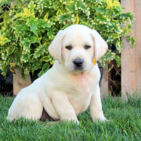 Fletcher, Yellow Labrador Retriever Puppy