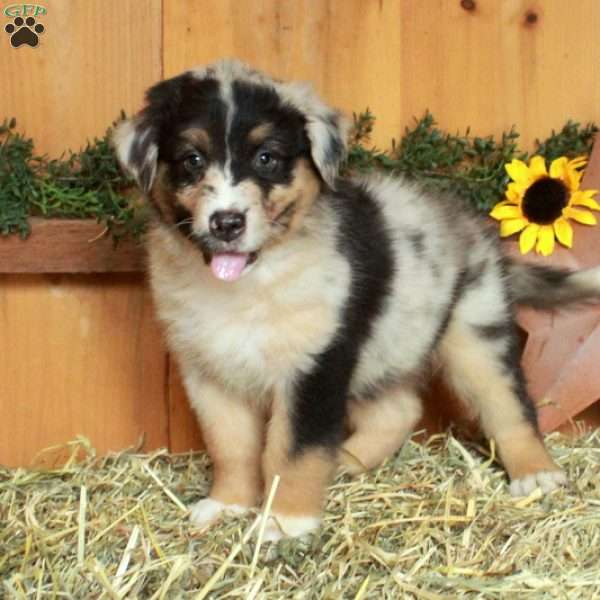Fletcher, Australian Shepherd Puppy