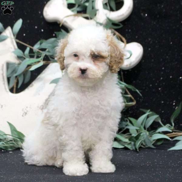 Fletcher, Shih-Poo Puppy