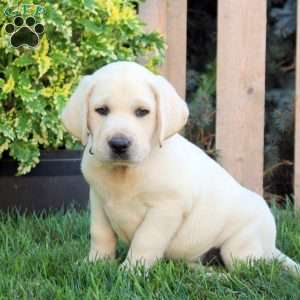 Fletcher, Yellow Labrador Retriever Puppy
