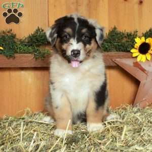 Fletcher, Australian Shepherd Puppy