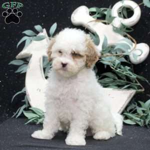 Fletcher, Shih-Poo Puppy