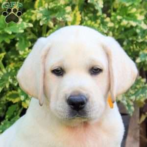 Fletcher, Yellow Labrador Retriever Puppy