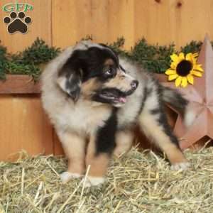 Fletcher, Australian Shepherd Puppy