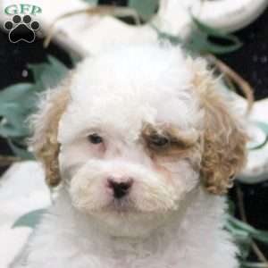 Fletcher, Shih-Poo Puppy