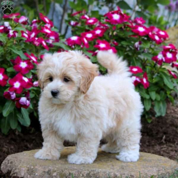 Flint, Maltipoo Puppy