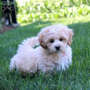 Flint, Maltipoo Puppy