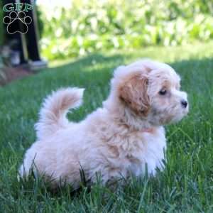 Flint, Maltipoo Puppy