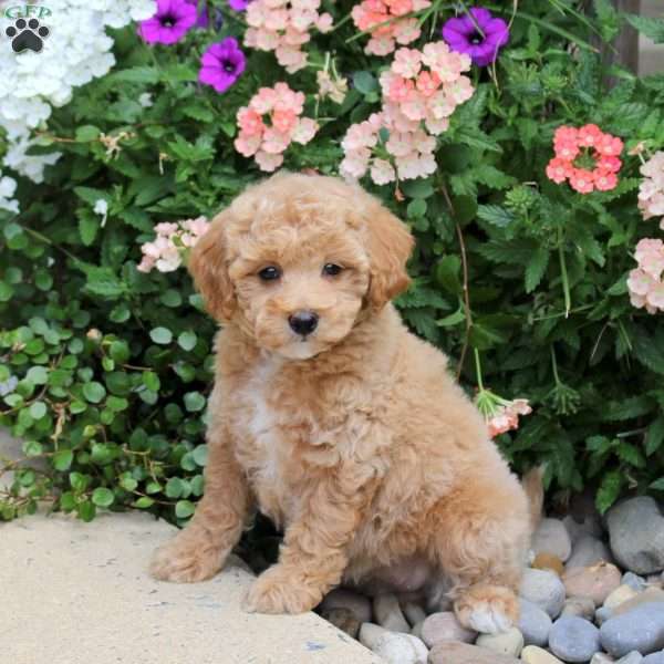 Flo, Bich-Poo Puppy