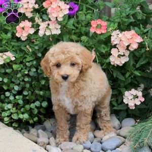 Flo, Bich-Poo Puppy
