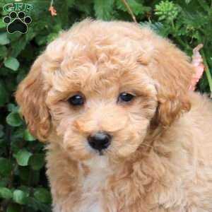 Flo, Bich-Poo Puppy