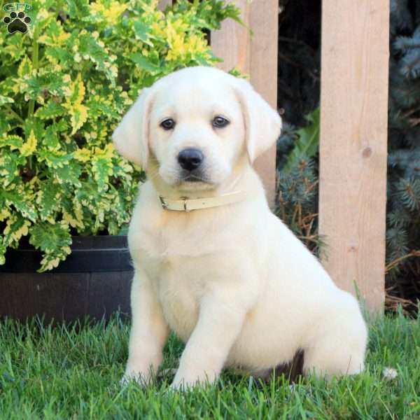 Flora, Yellow Labrador Retriever Puppy