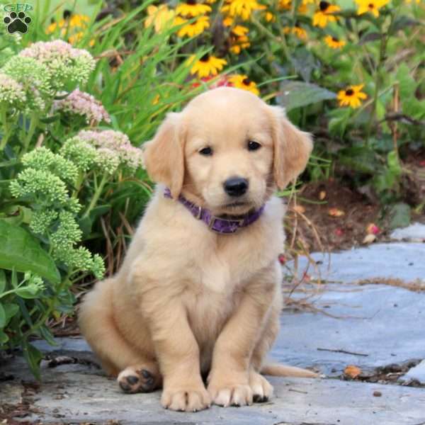 Flora, Golden Retriever Puppy