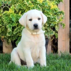 Flora, Yellow Labrador Retriever Puppy