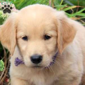 Flora, Golden Retriever Puppy