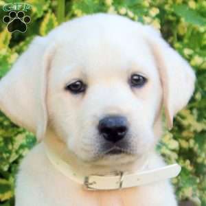 Flora, Yellow Labrador Retriever Puppy