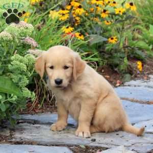 Flora, Golden Retriever Puppy