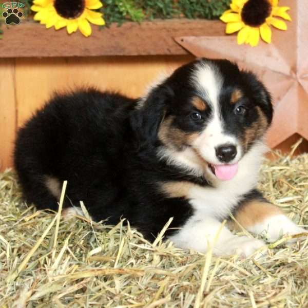 Florence, Australian Shepherd Puppy