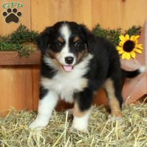 Florence, Australian Shepherd Puppy