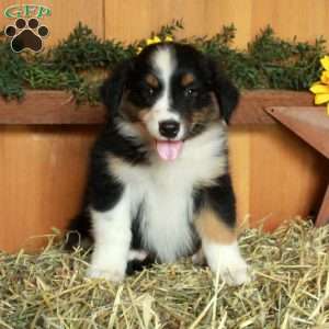 Florence, Australian Shepherd Puppy