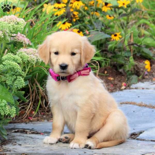 Flower, Golden Retriever Puppy