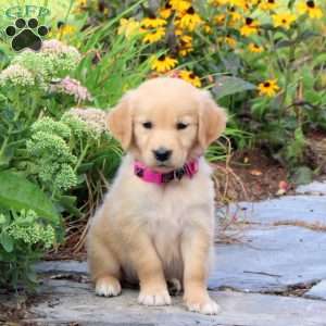 Flower, Golden Retriever Puppy