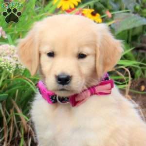 Flower, Golden Retriever Puppy