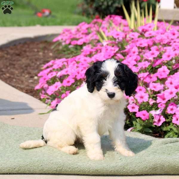 Fluffy, Mini Bernedoodle Puppy