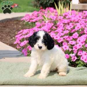 Fluffy, Mini Bernedoodle Puppy