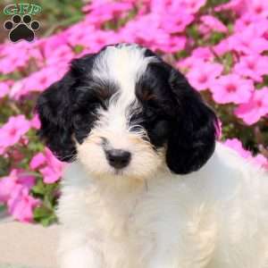 Fluffy, Mini Bernedoodle Puppy