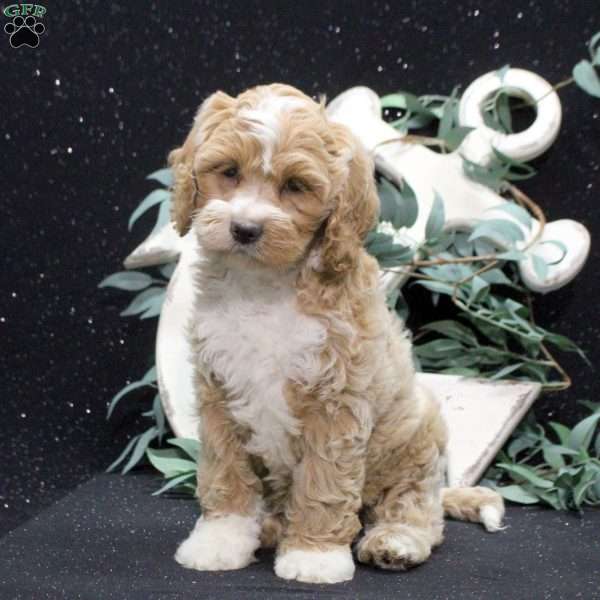 Flynn, Shih-Poo Puppy