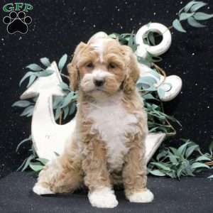 Flynn, Shih-Poo Puppy