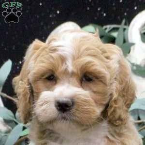 Flynn, Shih-Poo Puppy