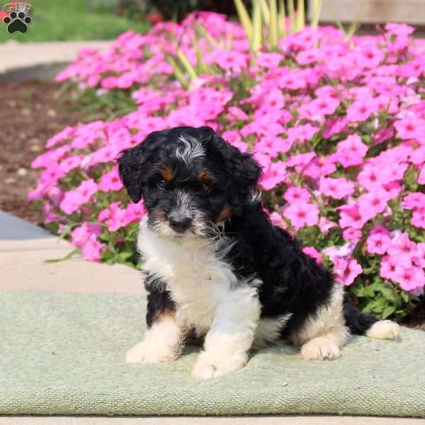 Foster, Mini Bernedoodle Puppy
