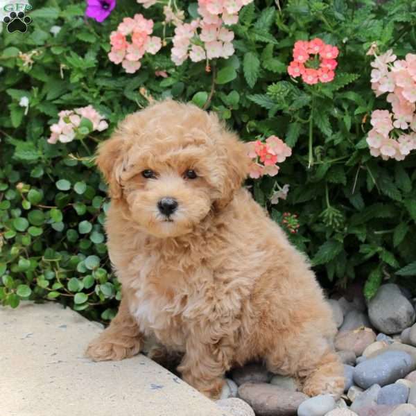Foster, Bich-Poo Puppy