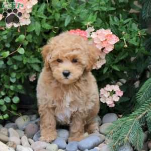 Foster, Bich-Poo Puppy