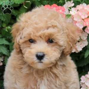 Foster, Bich-Poo Puppy