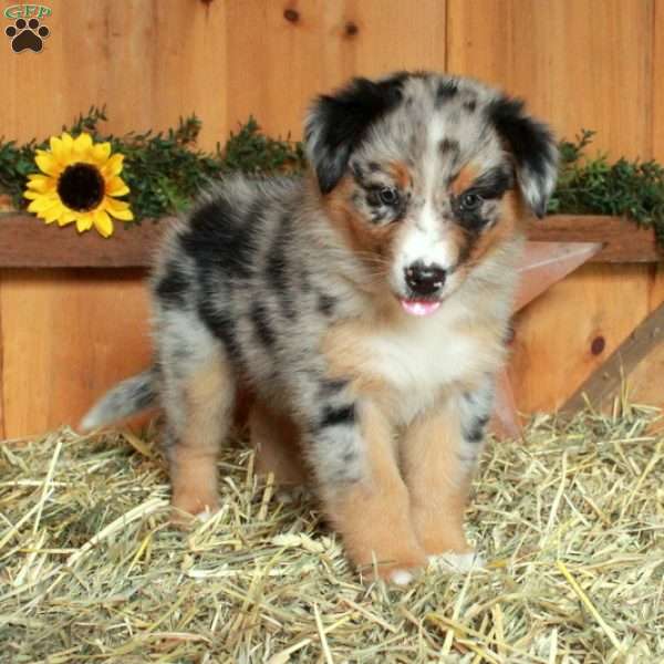 Francesca, Australian Shepherd Puppy
