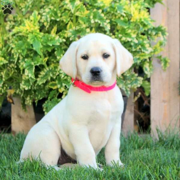 Francesca, Yellow Labrador Retriever Puppy