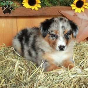Francesca, Australian Shepherd Puppy