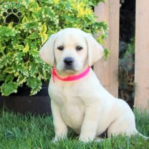 Francesca, Yellow Labrador Retriever Puppy
