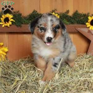 Francesca, Australian Shepherd Puppy