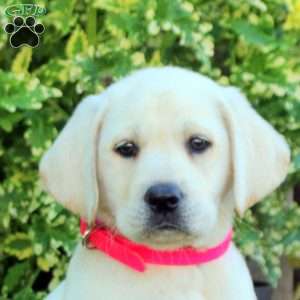Francesca, Yellow Labrador Retriever Puppy